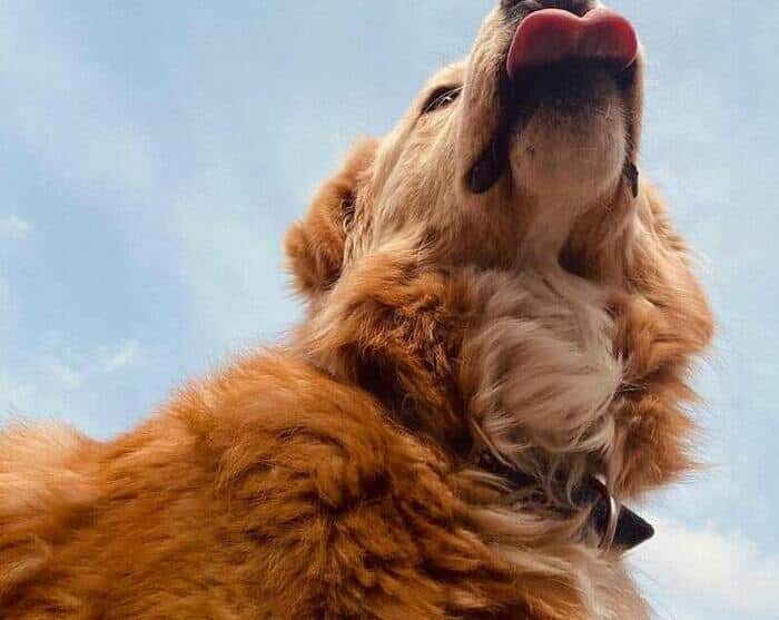 Por qué se les cae el pelo a los perros Mi Mascota Huellitas