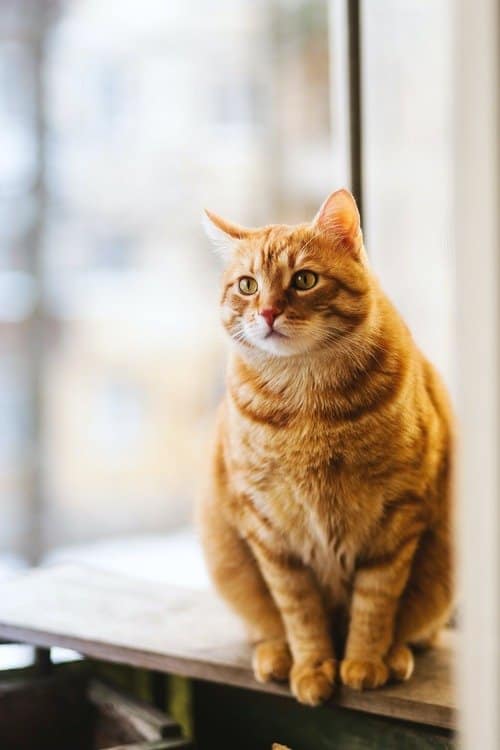 Gato en una ventana
