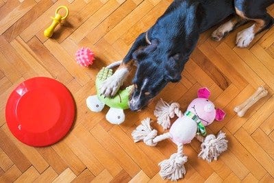 Perro con juguetes para mascotas (pelota, cuerda, muñeco)