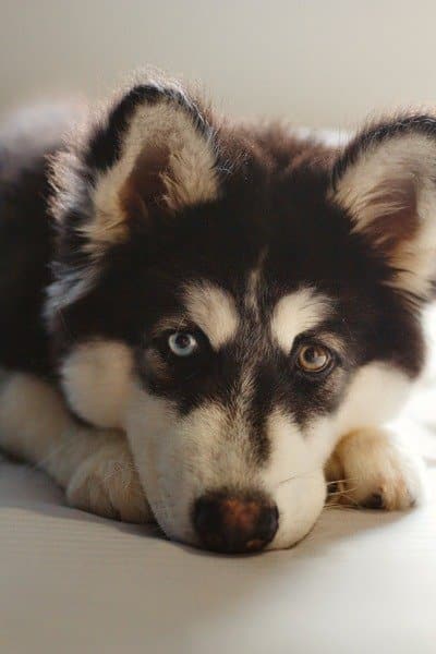 Perro