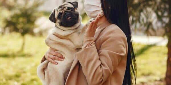 Pug, canino de origen chino chiquito 