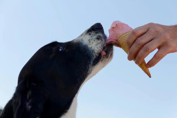 Nombres inspirados en comida para perro machos