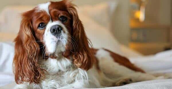 Canino Cavalier King Charles Spaniel