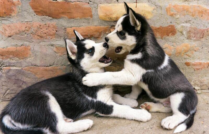 Perros de raza husky jugando