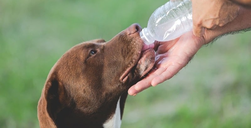 electrolitos para perros 1