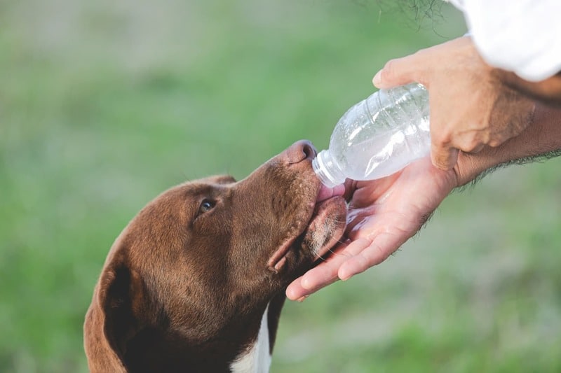 Electrolitos para perros