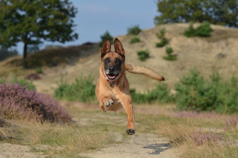 perro pastor belga corriendo