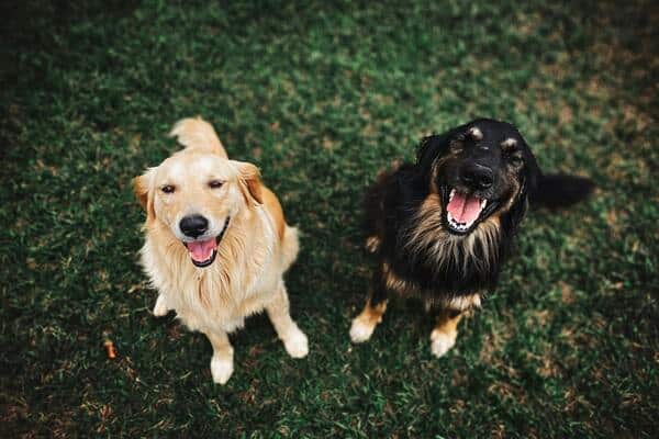 Las mejores croquetas para perro senior