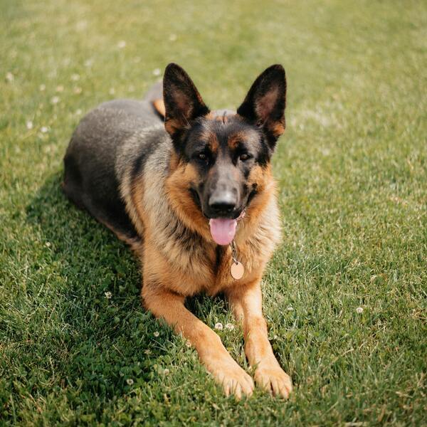 canino amigable y protector de raza grande