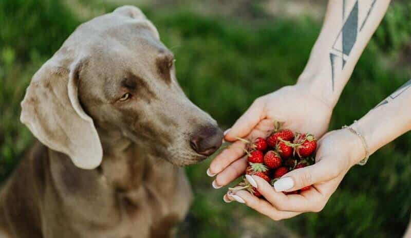 Los perros si pueden comer fresas