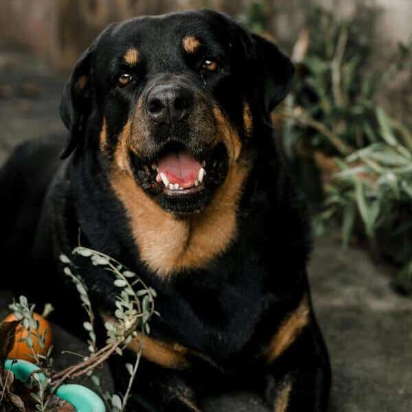 canino de raza grande