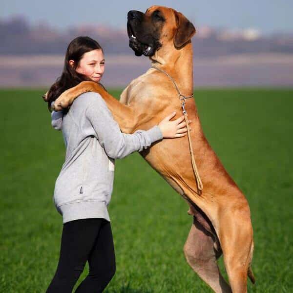 perro de raza enorme