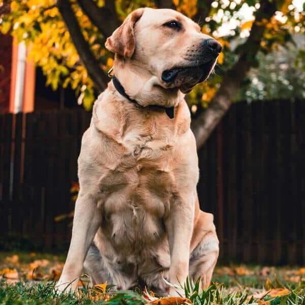 Canino popular y querido en todo el mundo