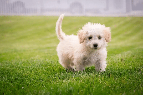 Nombres coreanos para perros pequeños