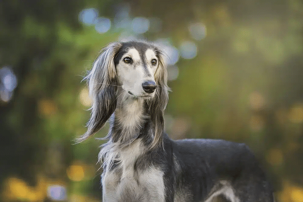 Caninos de los nobles y reyes