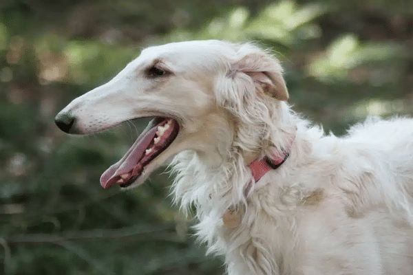 raza de perro asociado con el prestigio