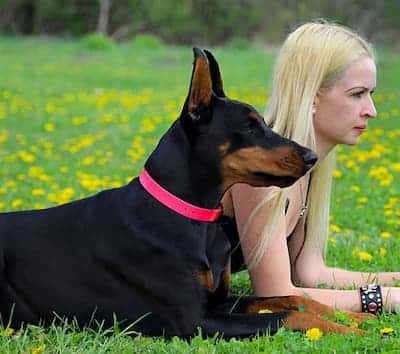 Canino de raza Doberman hembra con su dueña