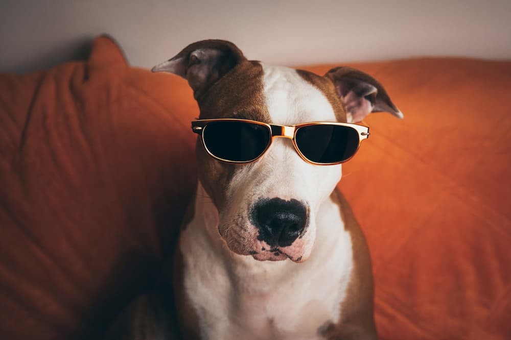 perro con nombre coreano con lentes