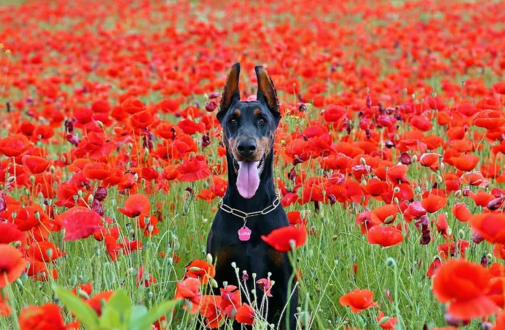 nombres para perros doberman