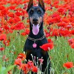 nombres para perros doberman