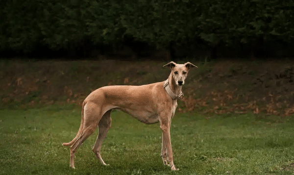 perro de la aristocracia