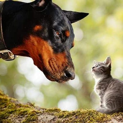 gato con perro doberman con nombre alemán