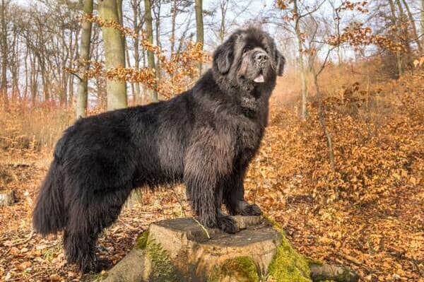 Nombres coreanos para perros grandes