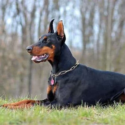 Perro de raza Doberman fuerte 