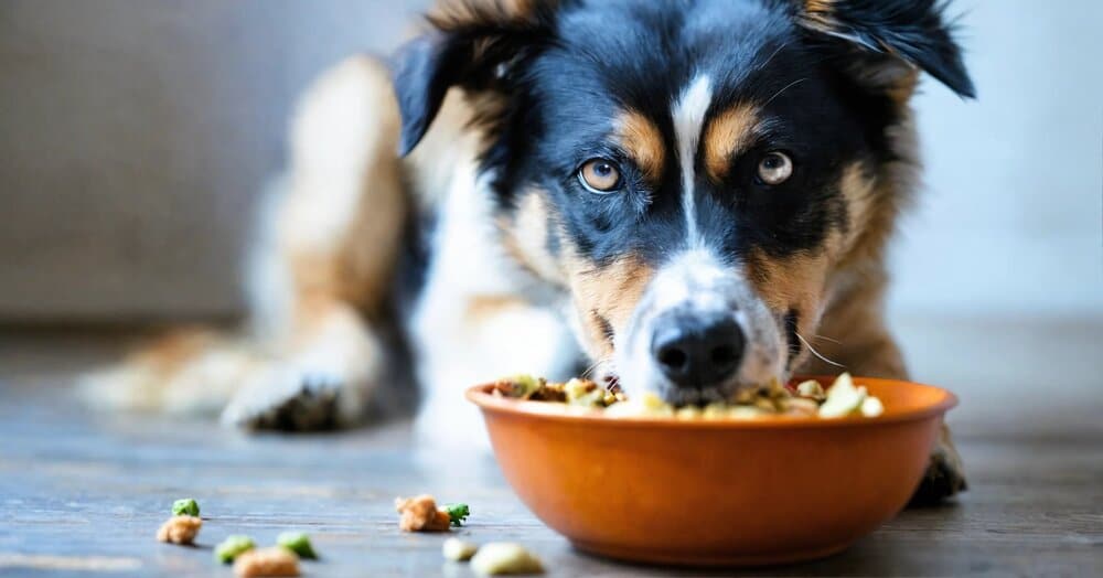 Perro comiendo alimento con suplemento alimenticio agregado