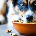 perro adulto comiendo alimento en su tazon 2