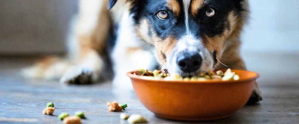 perro adulto comiendo alimento en su tazon 2