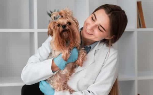 Medico atendiendo a perro