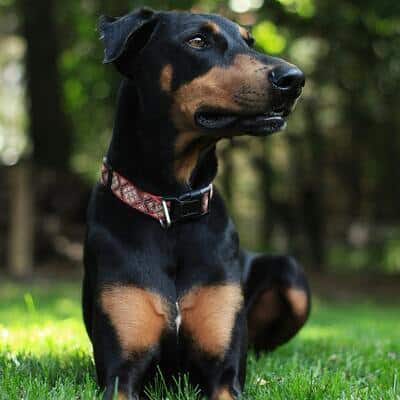 Nombres para perros doberman con características únicas