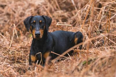 Nombres para perros Doberman Pinscher