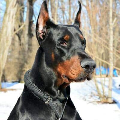 Canino Doberman elegante