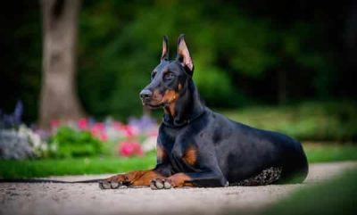 Doberman perros 