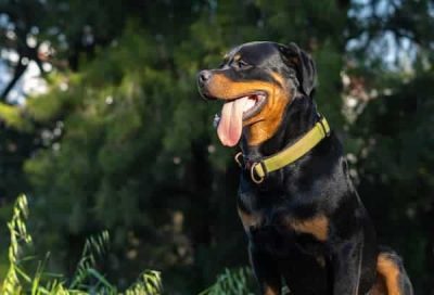 perro rottweiler en mexico