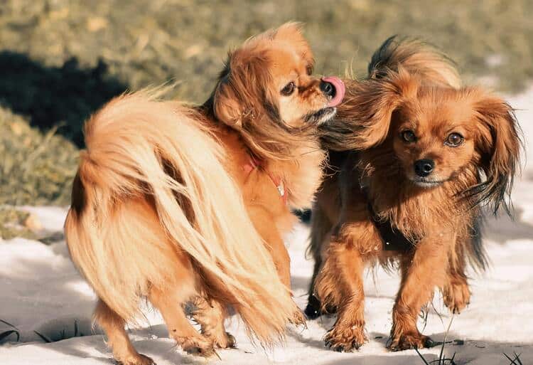 ¿Por que se le cae el pelo a los perros?