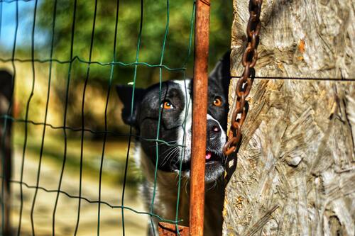 Perro estresado encerrado