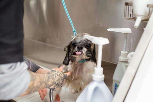 Bañar  constantemente es una razón por las que se ca el pelo en perros