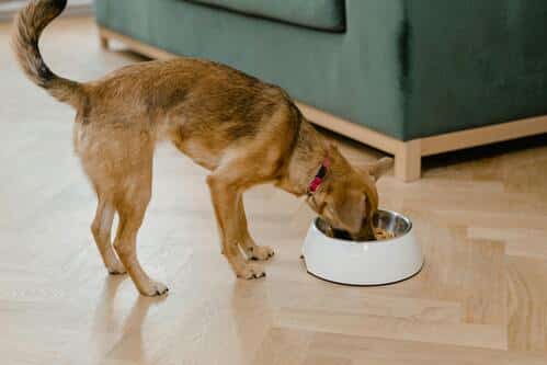 perro comiendo de su tazón