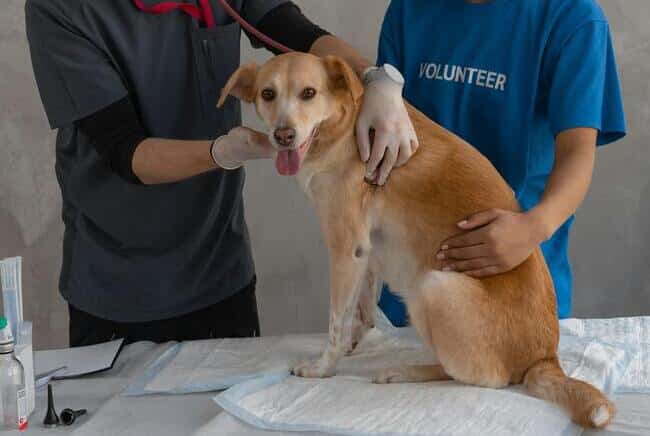 Enfermedades de la piel en perros