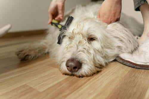 Cepillar a un perro frecuentemente evita que se cae el pelo