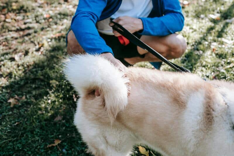 Importancia de la cola de los perros