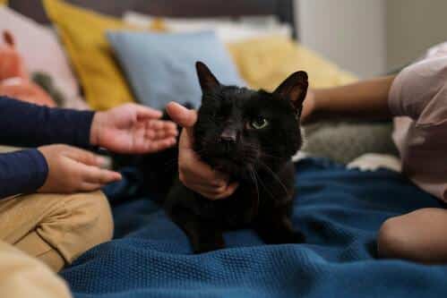 Felino demostrando su comodidad