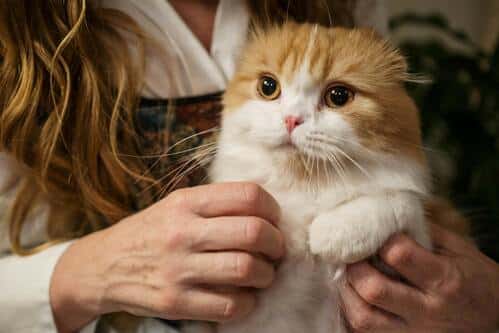 Los gatos expresan sus sentimientos