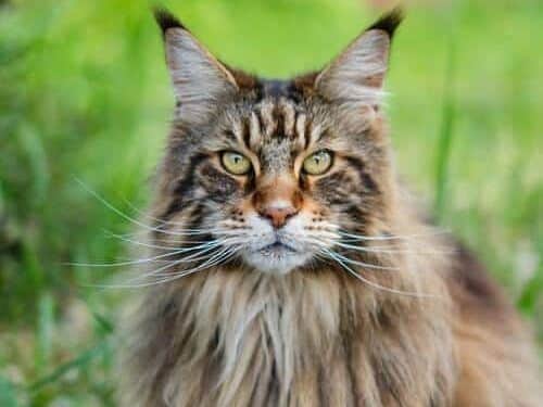 raza de gato Maine Coon