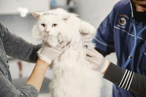 Los gatos vomitan por casos severos