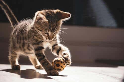 Gato bola de pelos