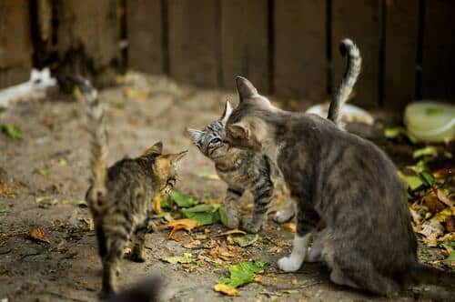 Gatos con su mamá